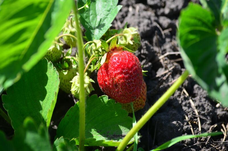 Земляника садовая