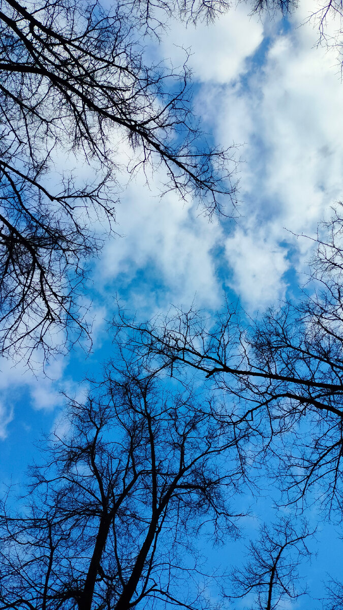 Небо 29 марта 2024 года над Патриаршими прудами. Фото автора.