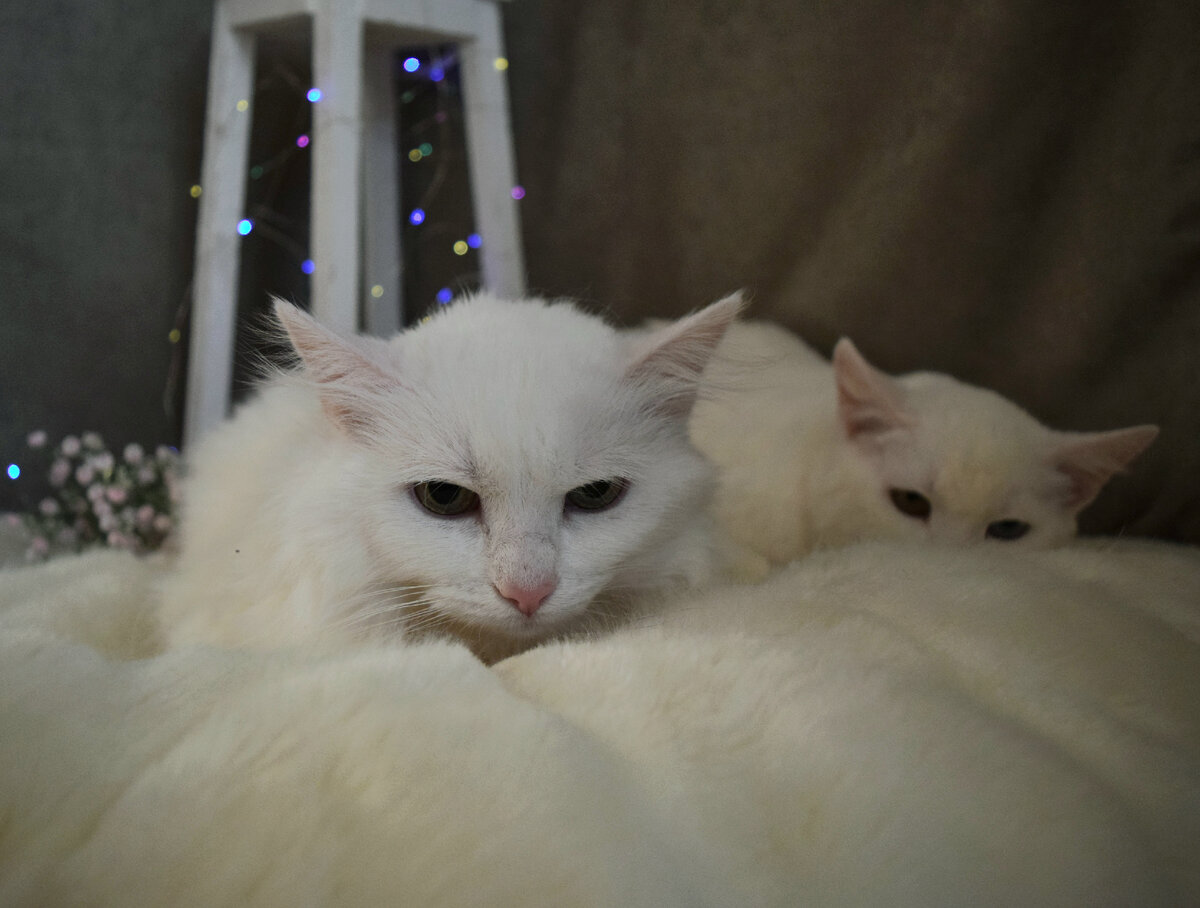 Мимые, трогательные, ласковые