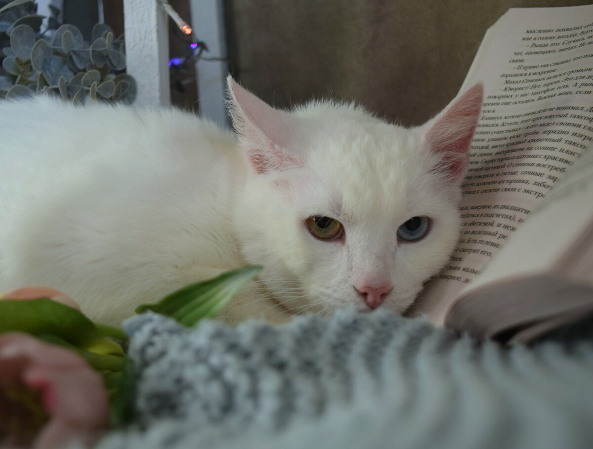 У Сени глаза разного цвета