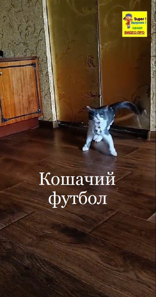 Смешной котик