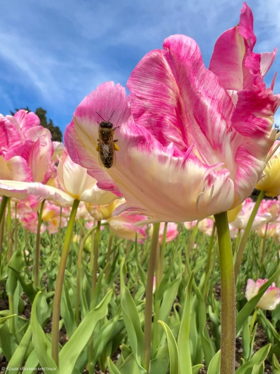 Фото: Крым глазами местных/Тюльпаны сорт Кабанна