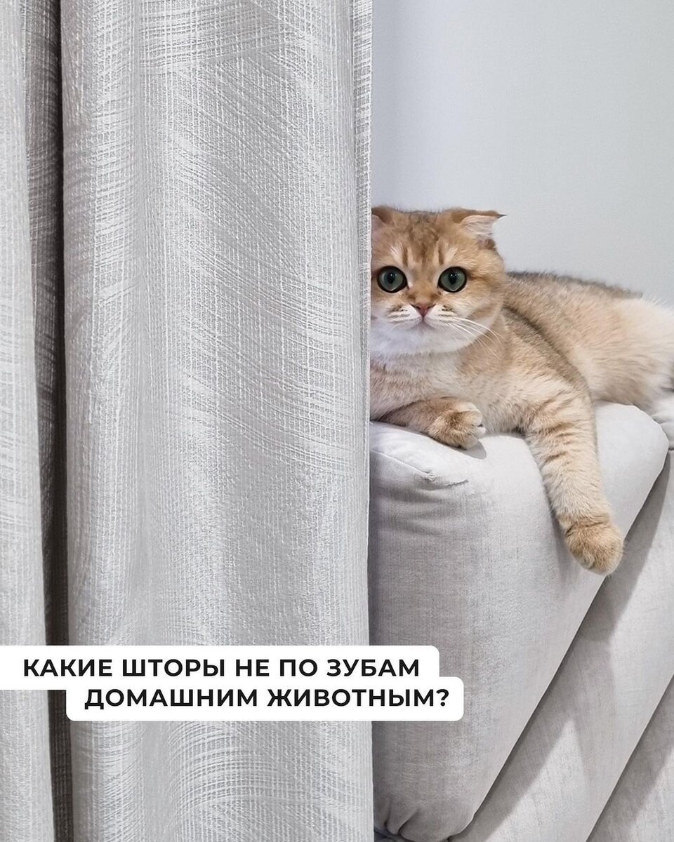 Шторы, которые не боятся кошек и собак 🐈 | Стильные-Текстильные | Дзен