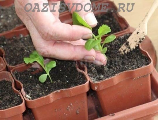 На фото пересадка рассады в стаканчики.