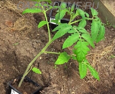 На фото посадка саженца томата в теплицу
