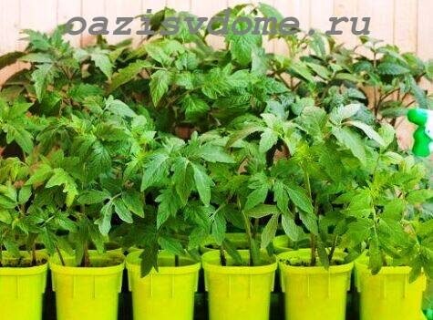 пикировка томатов в апреле 2023. пикирование рассады помидор. пикировка томатов в апреле 2023. пикировка томатов в марте 2024 года. пикирование рассады томатов.