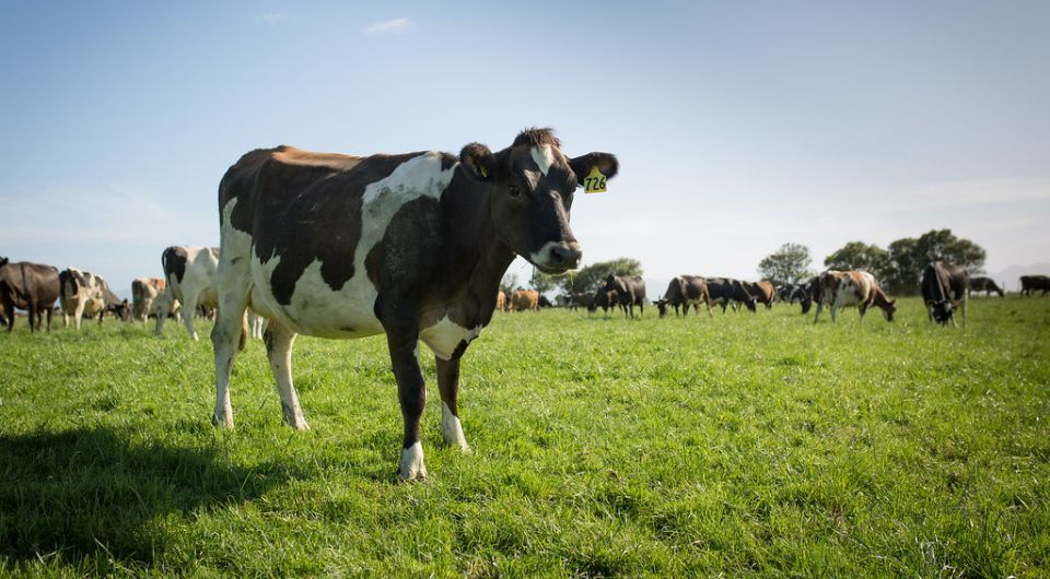   Farm Watch / Flickr / CC BY 2.0 DEED