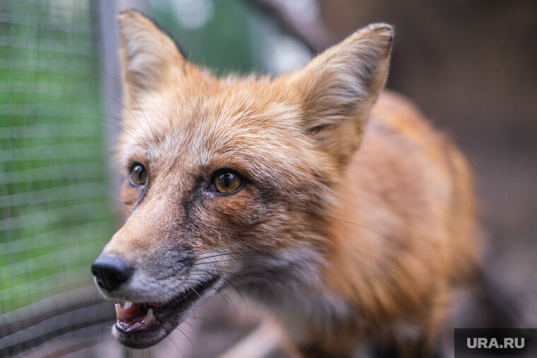    На дачах у Ханты-Мансийска обнаружили животное с бешенством
