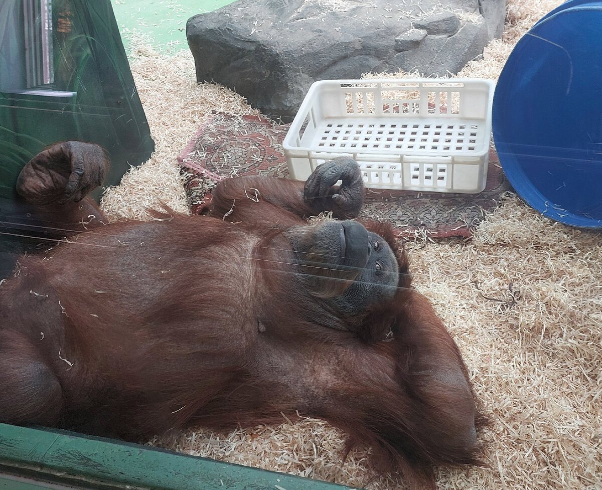 Орангутан, Московский зоопарк, фото автора