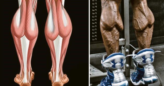 Икроножные мышцы