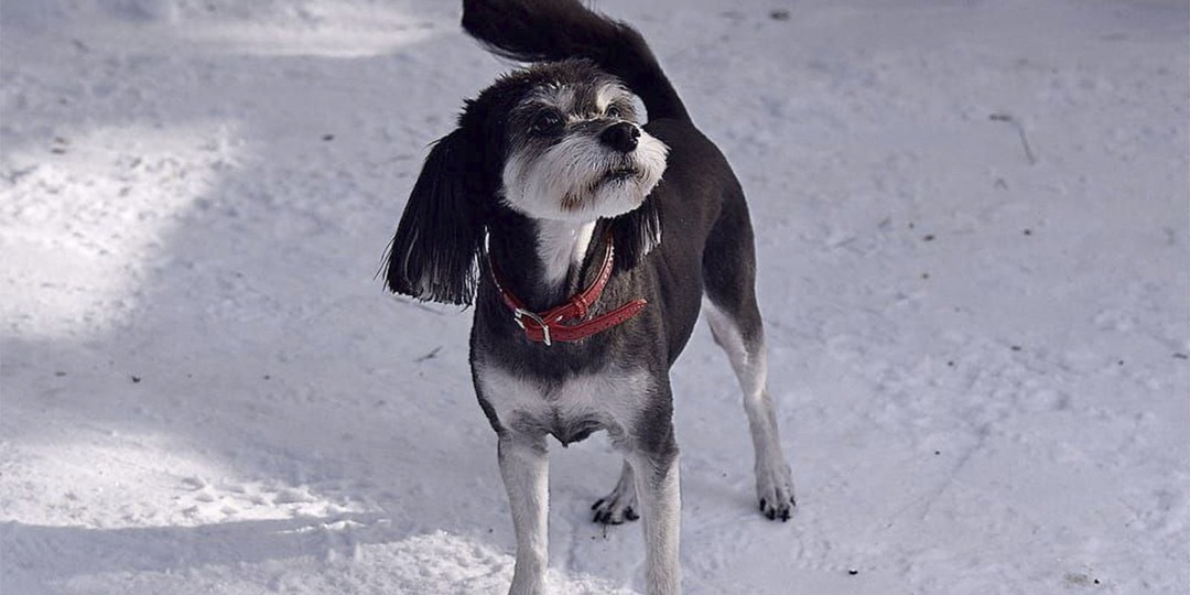 В Москве ищут дом собачке ослепшей женщины-волонтера