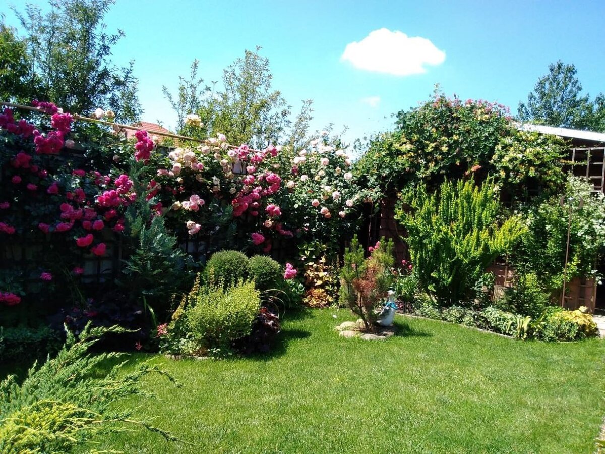 Фото коллекции роз моей подруги Натальи из Краснодара