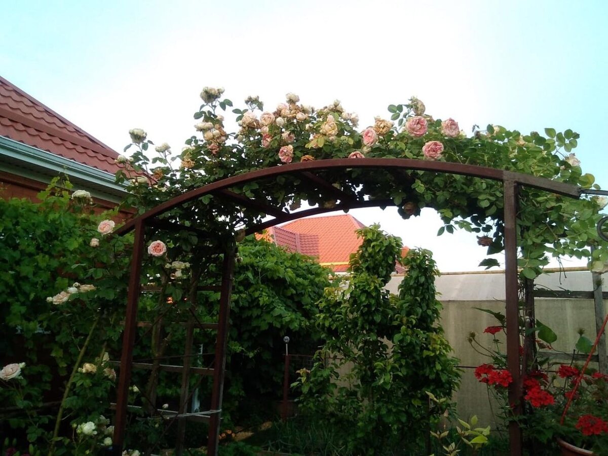 Спасибо Наташе из Краснодарского края за предоставленные фото своей розовой коллекции 