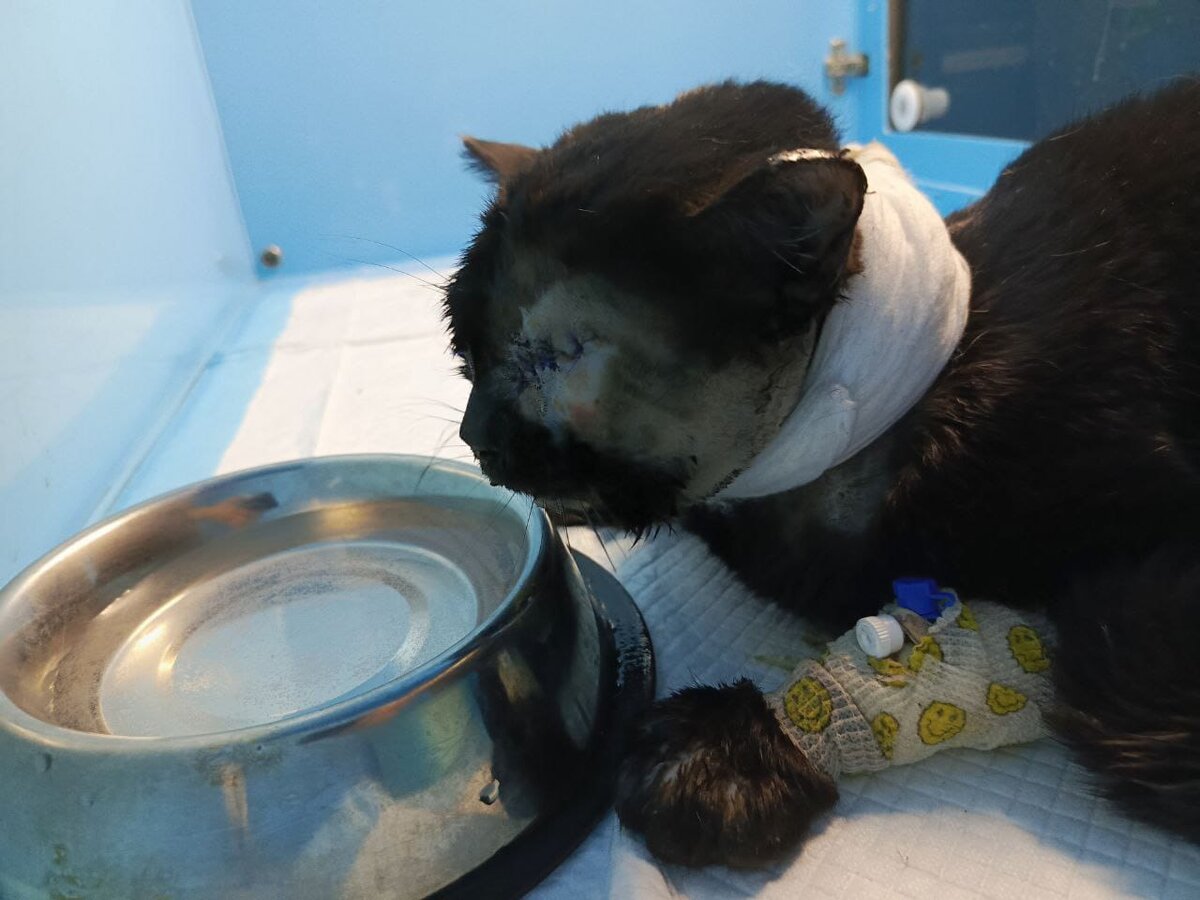 Котик очень страдает, но сейчас ему намного легче чем когда мы его нашли- мы очень надеемся, что он выживет!😭