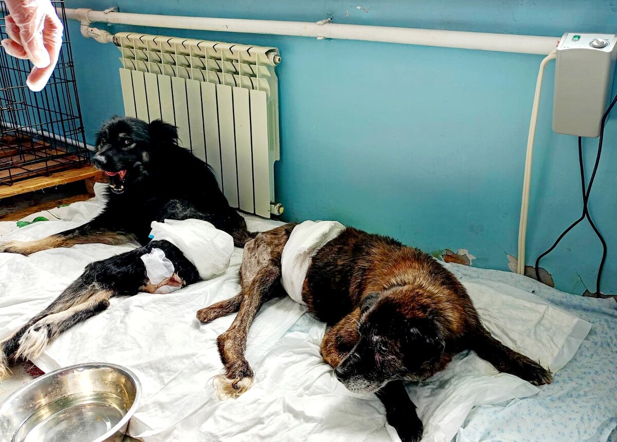 Особая банда "кабачков"🍆- Нафаня и Тиграш намыли попы, трусишки переодели и сегодня у них по плану много дел. Ну во-первых, надо отдохнуть😁