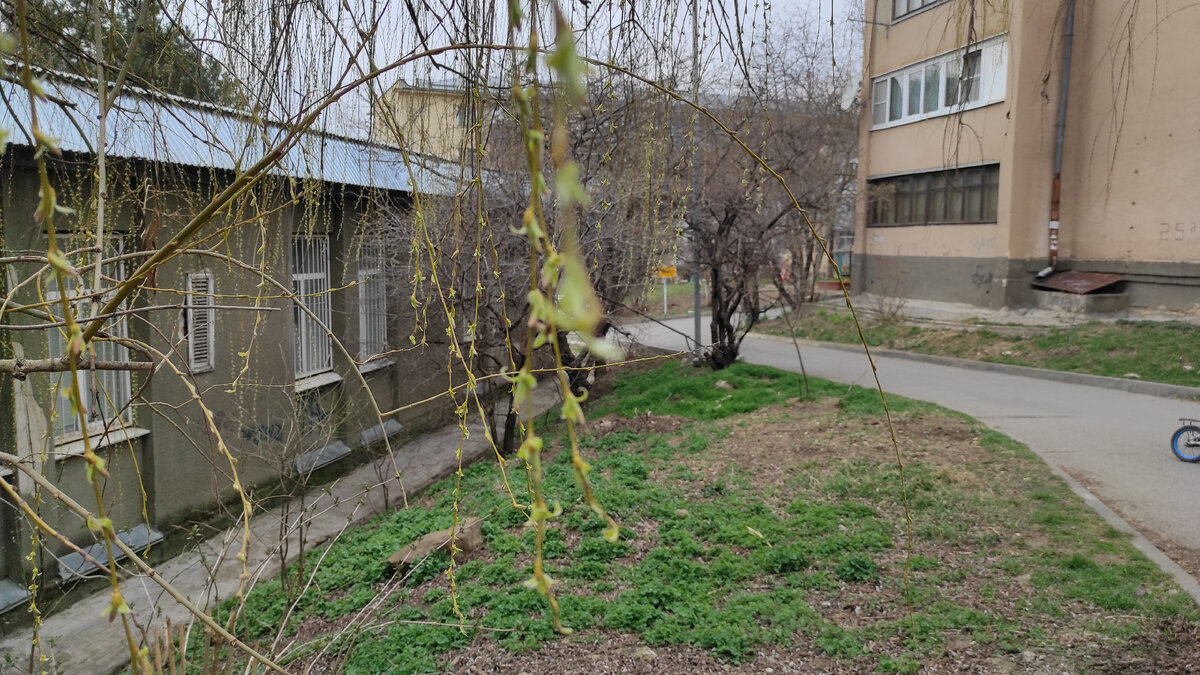 Первые листочки на деревьях. Фото: Кирилл Полиенко/Polienko: путешествуем вдвоём