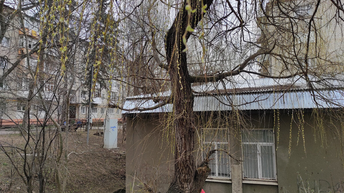 Всё время забываем узнать, что это за дерево, похожее на плакучую иву. Их много в Кисловодске. Фото: Кирилл Полиенко/Polienko: путешествуем вдвоём
