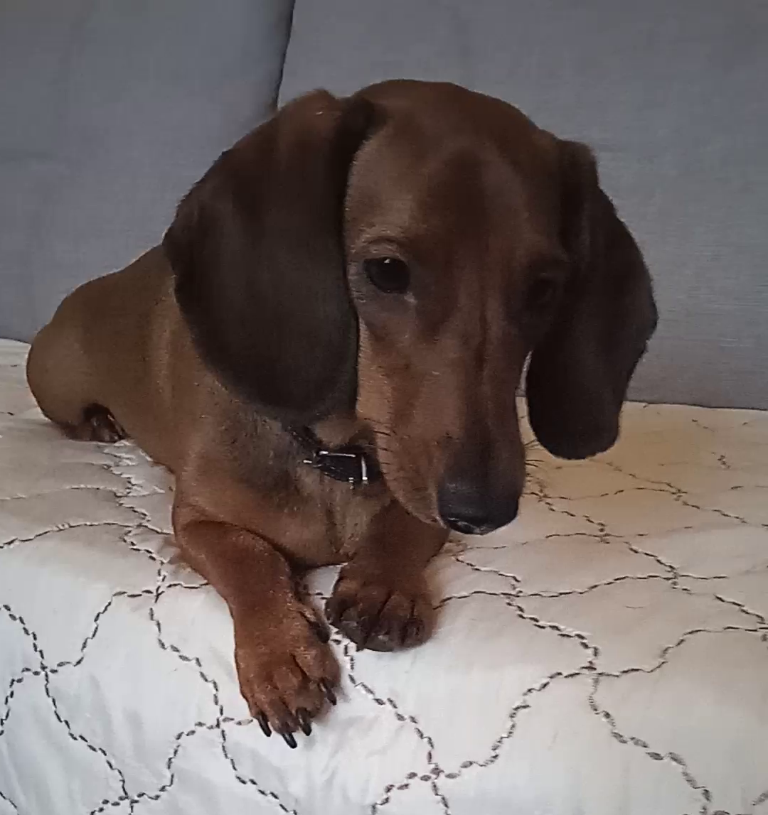 Здоровые глаза у собаки