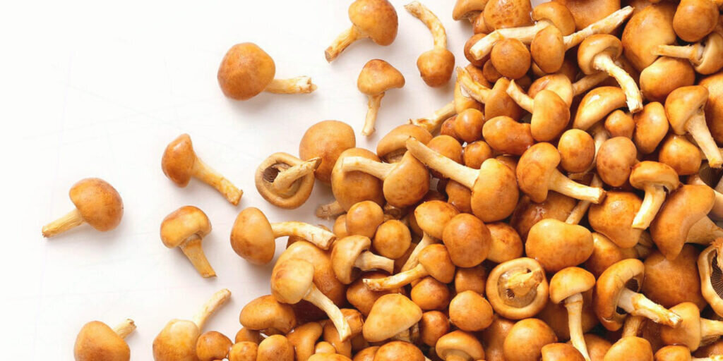 Грибы намеко