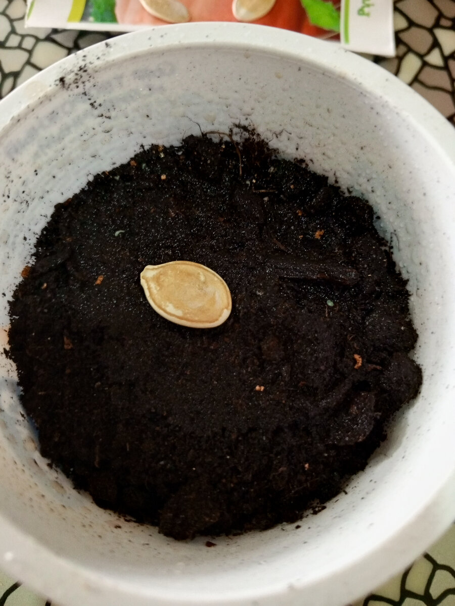 Нужно ли сажать тыкву на рассаду