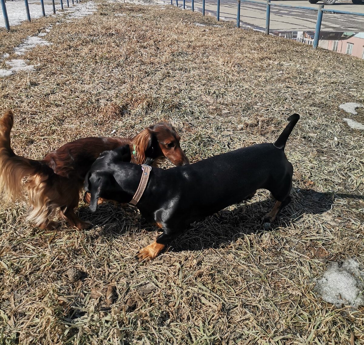 Антон Палыч с длинношёрстный таксой😍