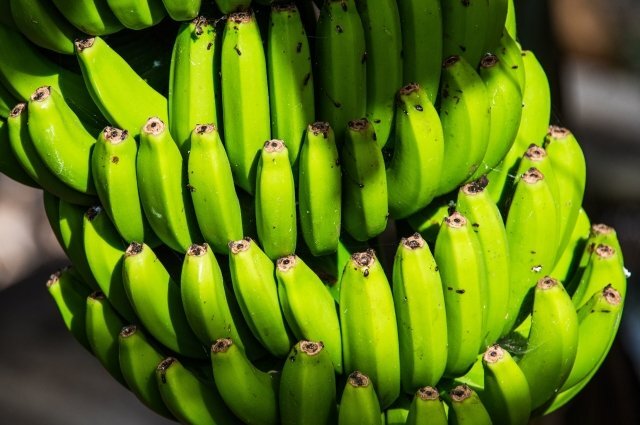    Правда ли, что зеленые бананы полезнее спелых?