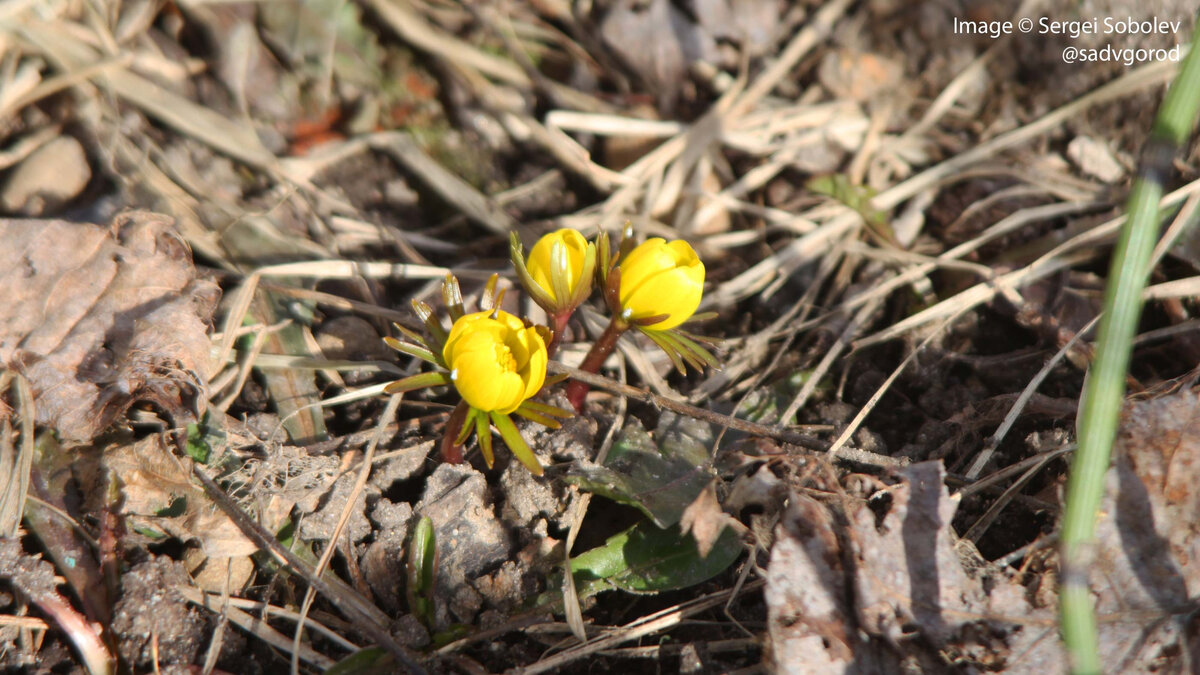 Весенник зимний (Eranthys hyemalis).