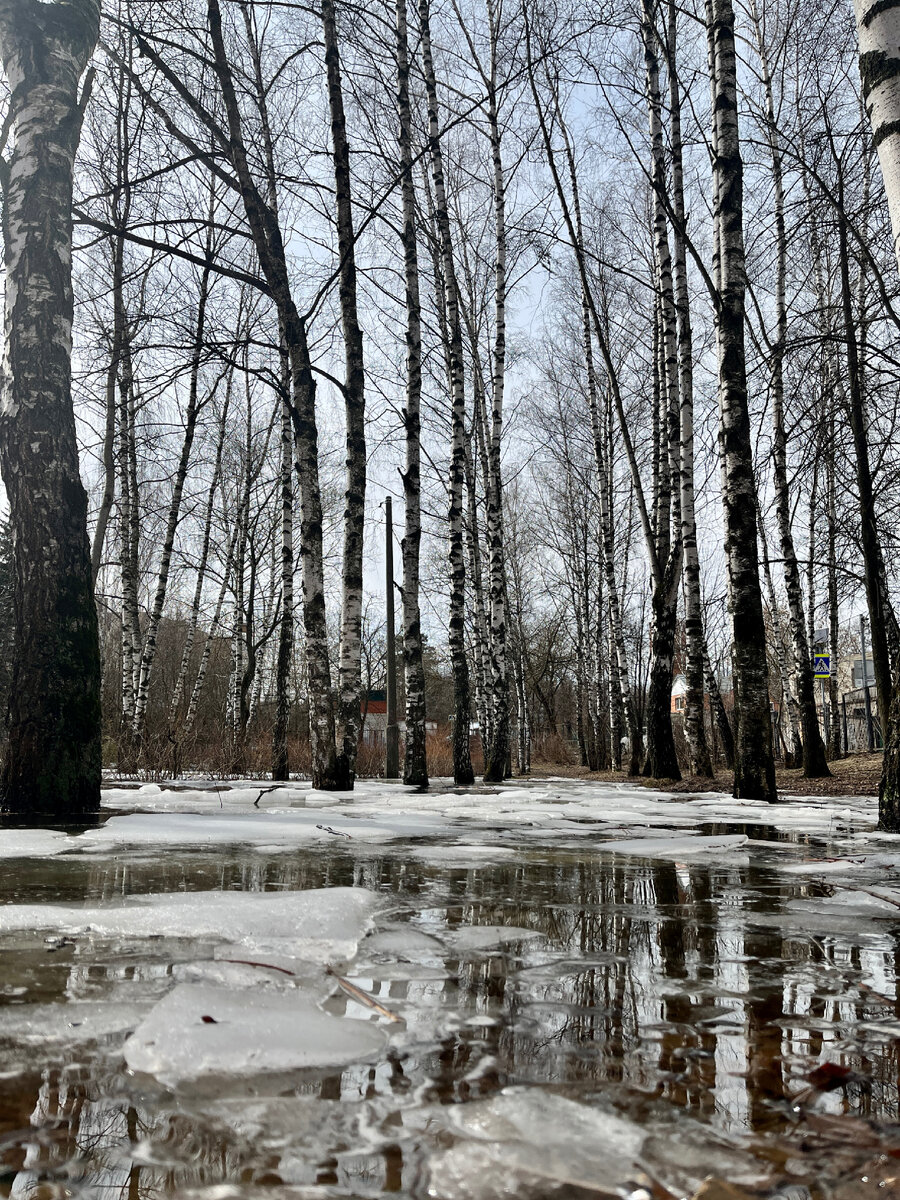 Березовая аллея в нашем поселке