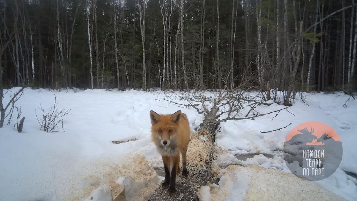 Видео про лисов