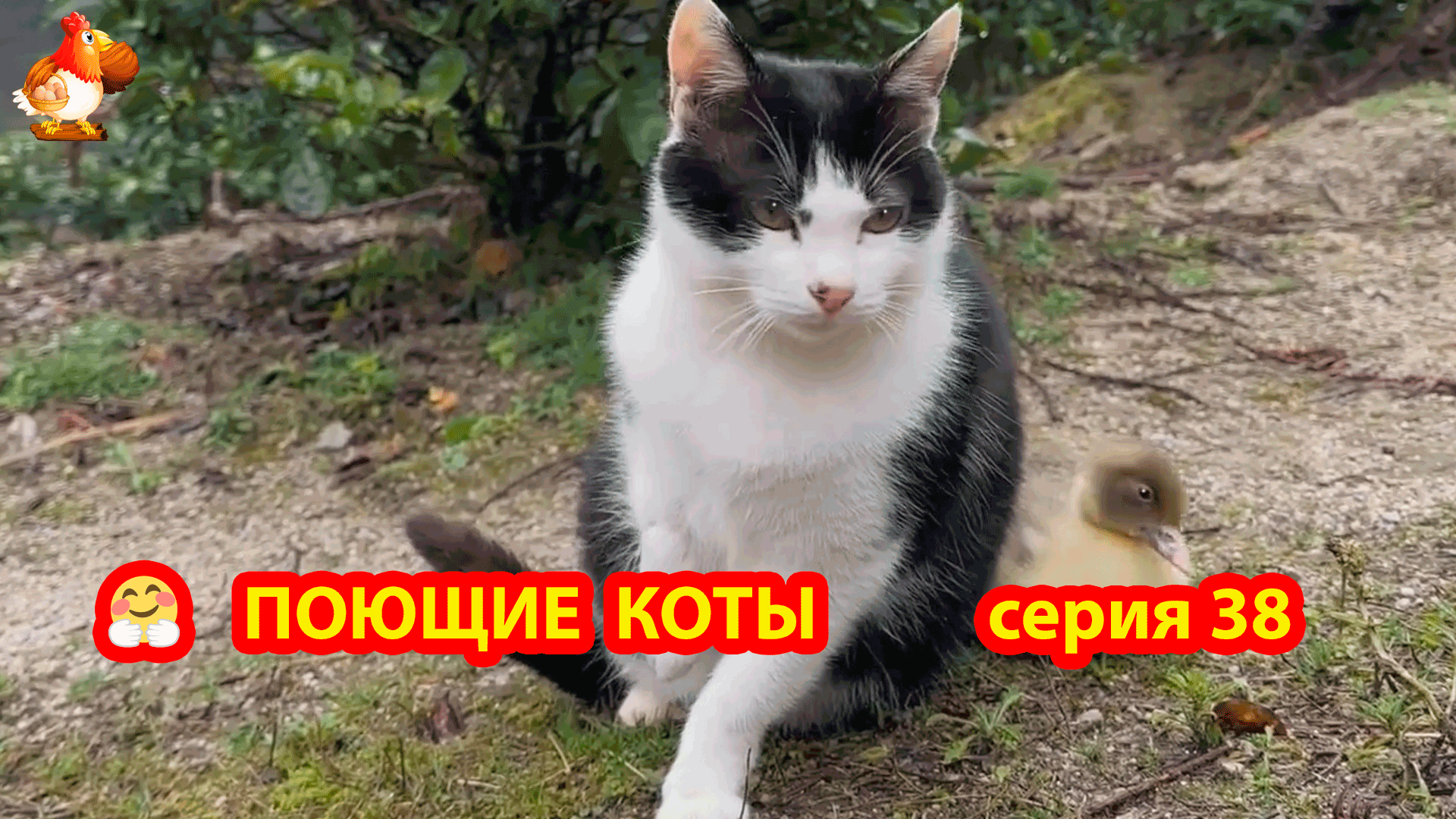 Крутые коты у птичьего двора часть 38 с Утенком и Кроликом 🤣 Природа  Абхазии и красивое подворье с птицами и животными 🥰