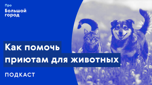 Слушаем подкаст «Про Большой город»: Как помочь приютам для животных?