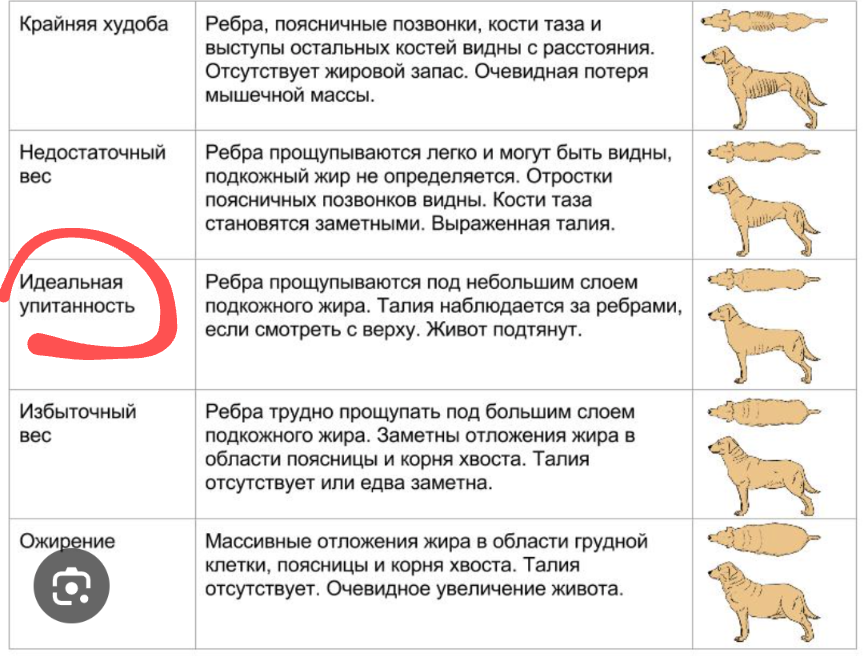 Таблица телосложения собак 