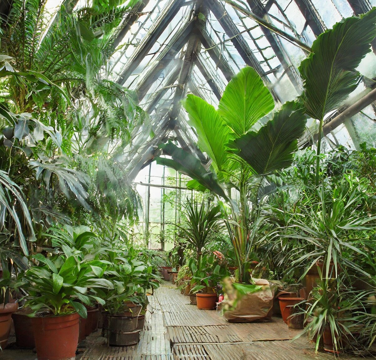Фото с сайта Oh My Plants https://ohmyplants.ru/krupnomernye-rasteniya