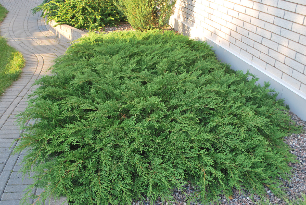 Туя западная смарагд диаметр кроны. Голосеменные растения сосна обыкновенная. Технологическая карат посадки крупномеров. Ель обыкновенная расположение хвоинок. Размер шишки сосны ели лиственницы и пихты.