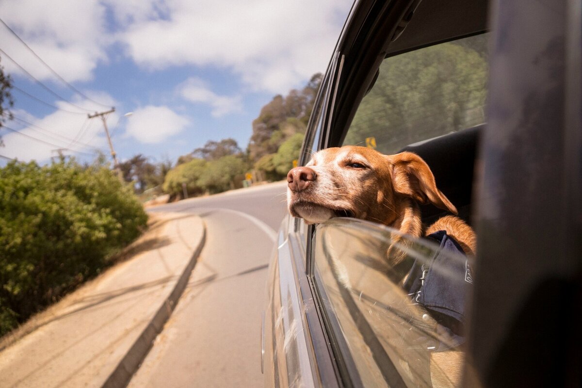     Милая причина, по которой собаки высовывают голову из окна машин