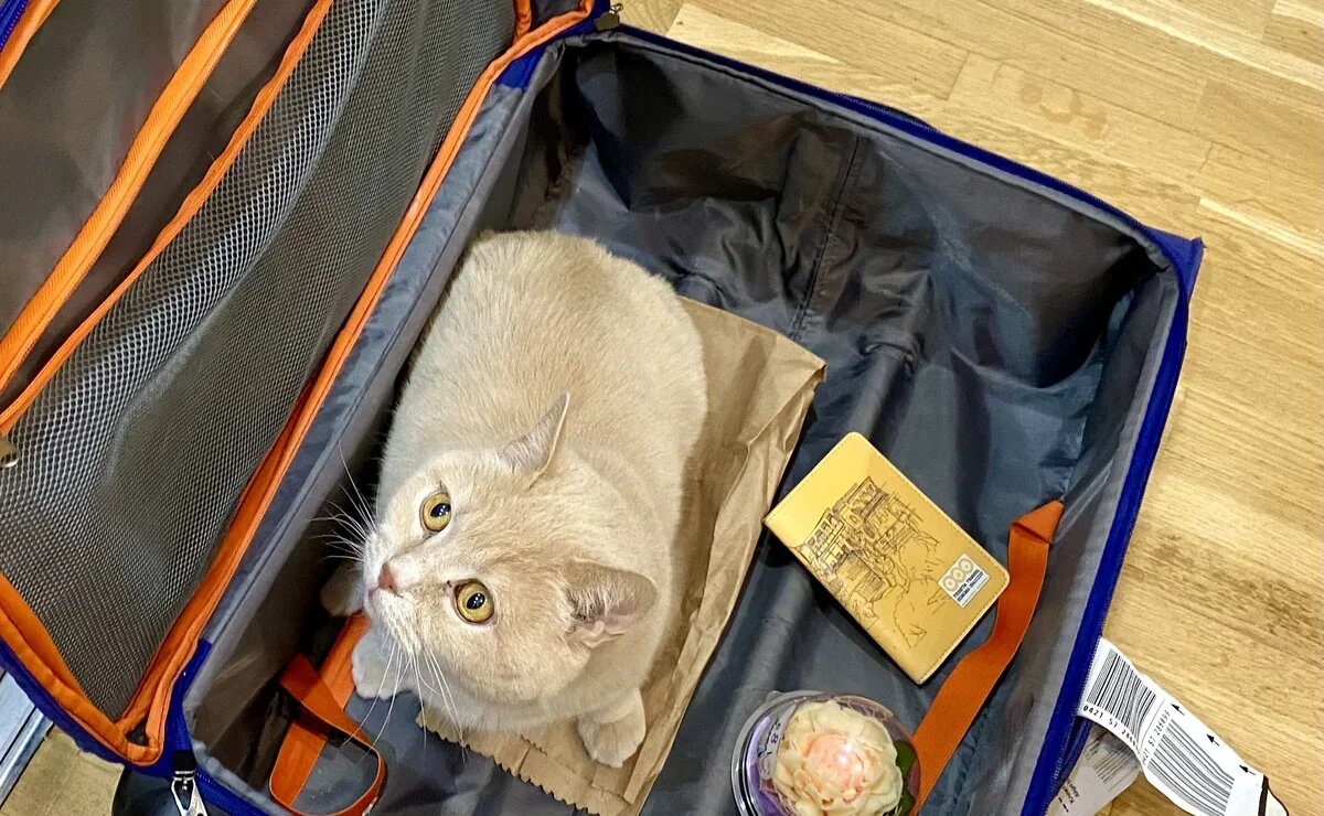    Какие отели Турции размещают домашних животных и сколько это стоит