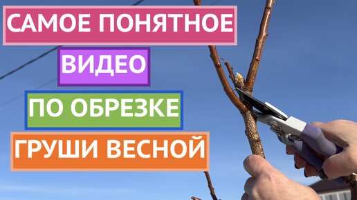 ОСНОВНЫЕ ПРАВИЛА ОБРЕЗКИ ГРУШИ ВЕСНОЙ! НЕ СДЕЛАЙТЕ ОШИБОК!