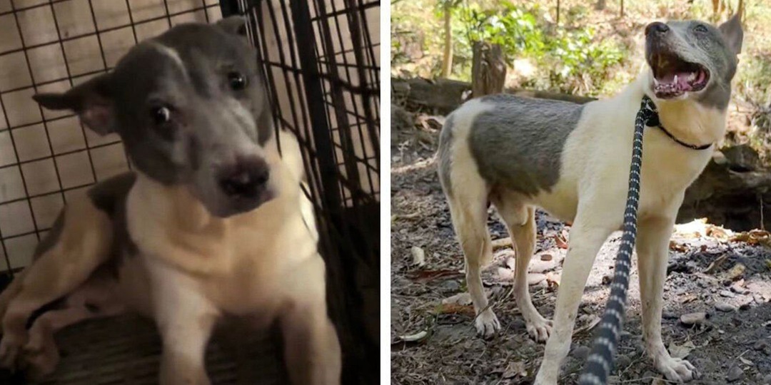 Пес, живший в клетке 15 лет, увидел солнце и впервые улыбнулся