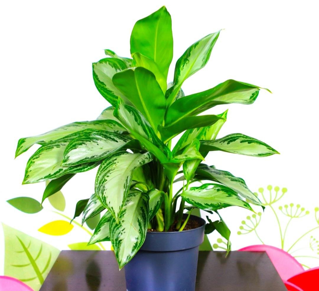 Аглаонема на тумбе в глубине комнаты