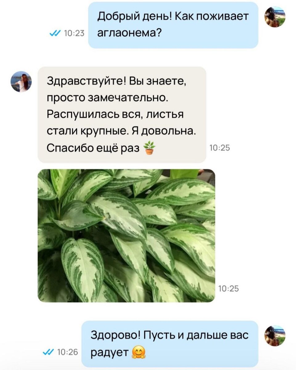 У меня конечно не было такого взаимопонимания с Аглаонемой