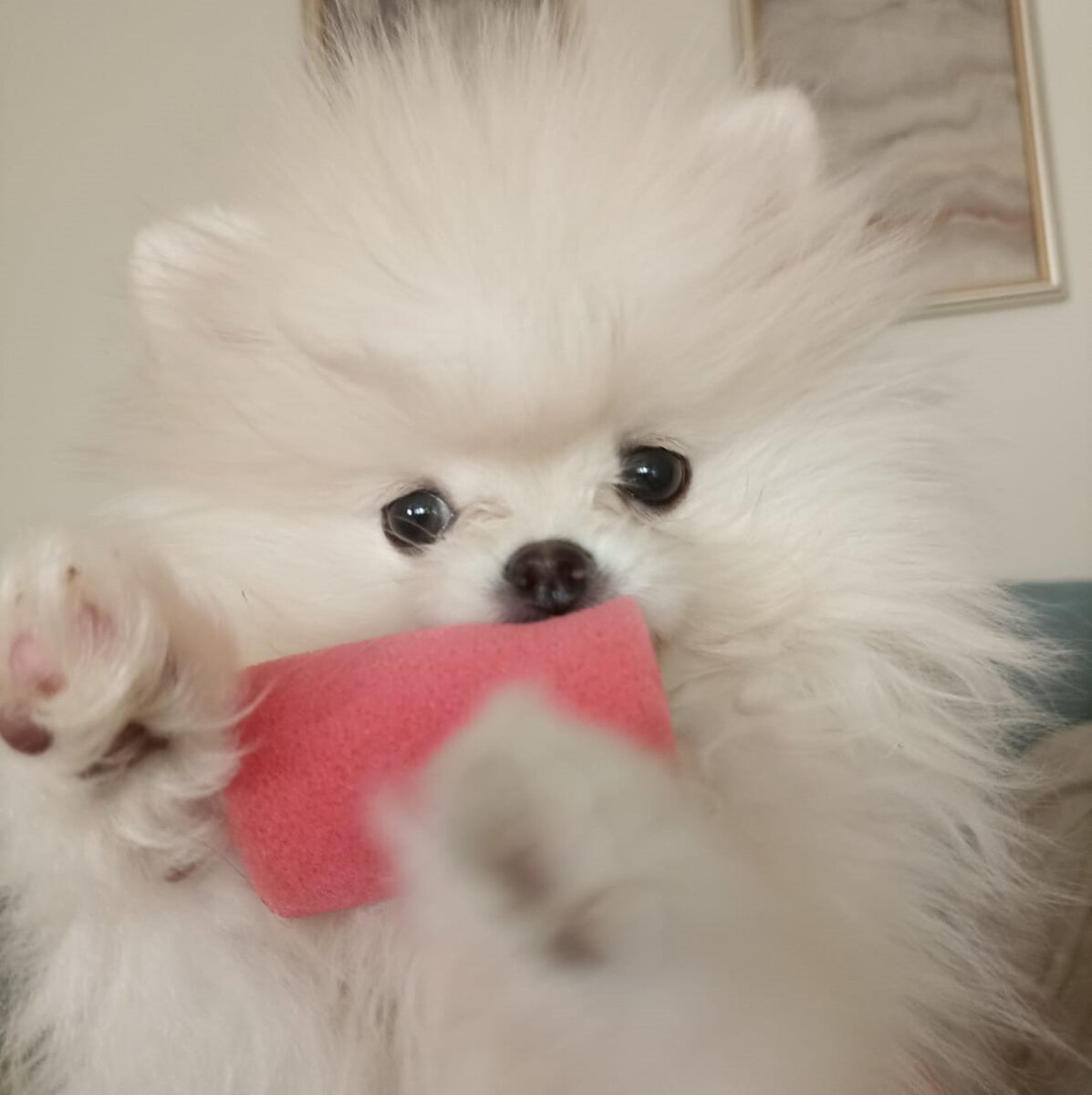 Знакомьтесь, Альта)