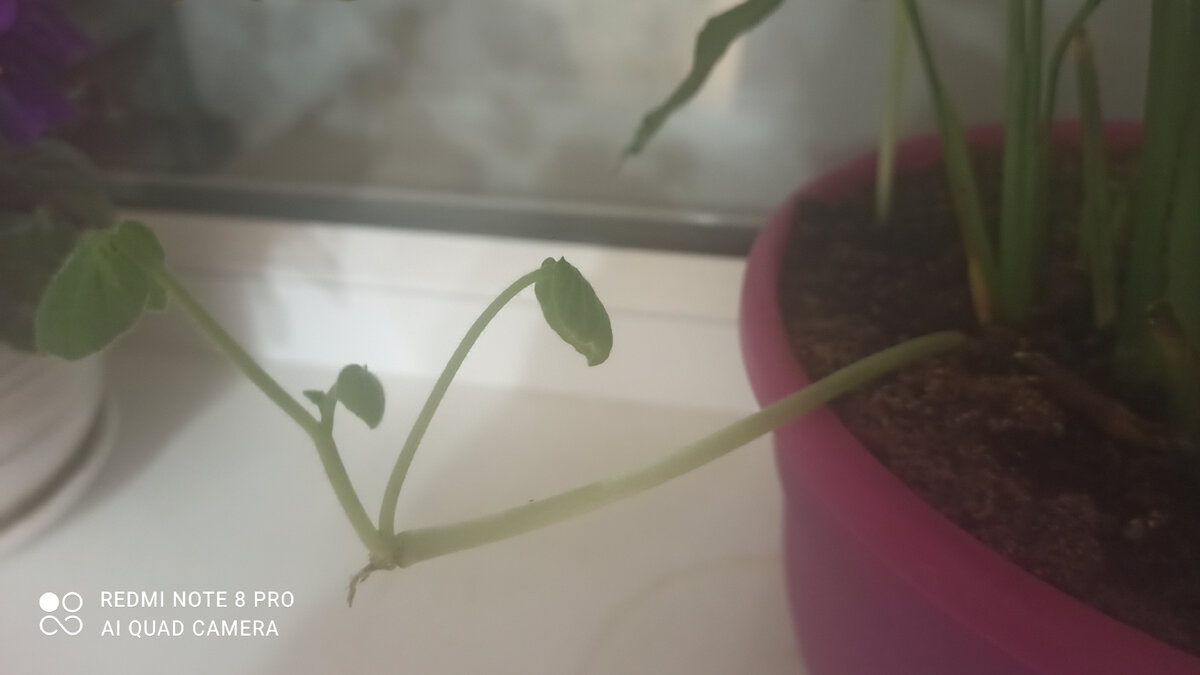 Вот такой совсем не родной спатифиллюму росток