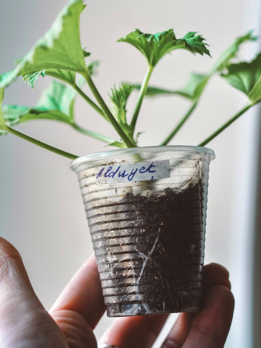 Пеларгония «Aldwyck». 29 марта 2024 год