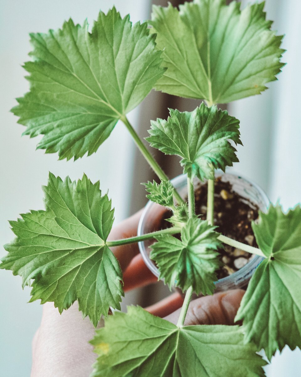 Пеларгония «Aldwyck». 29 марта 2024 год