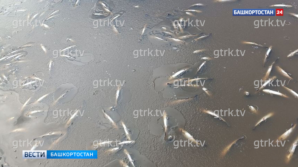    В Кармаскалинском районе Башкирии зарегистрировали массовую гибель рыб на реке Узень