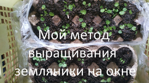 Мой метод выращивания земляники на окне