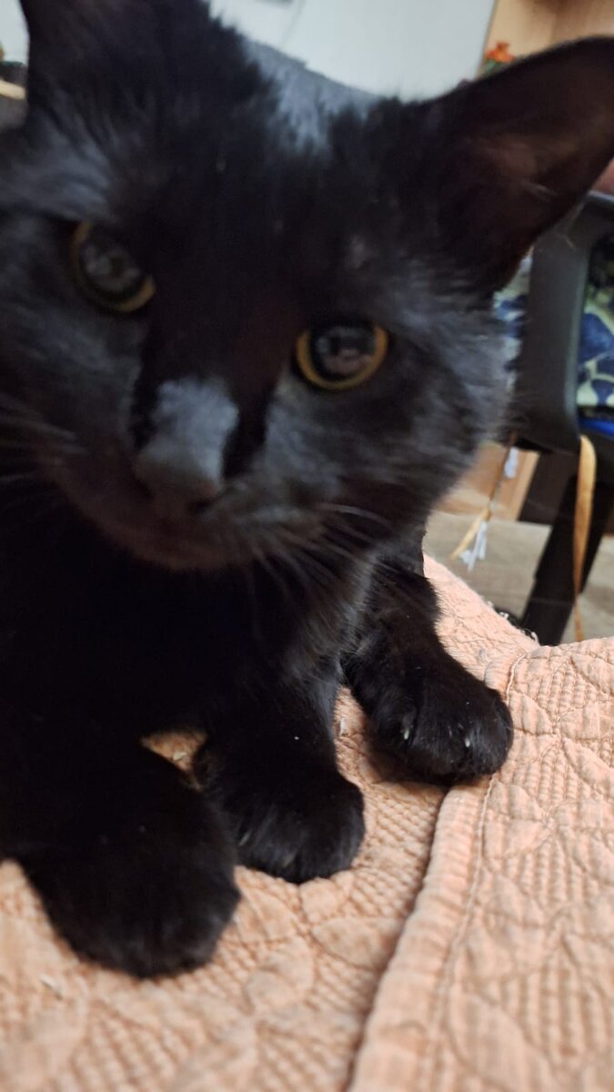 Вот такой вот черный кот проживает у меня дома и переходит дорогу несколько раз вдень. А что скажешь, сама принесла.