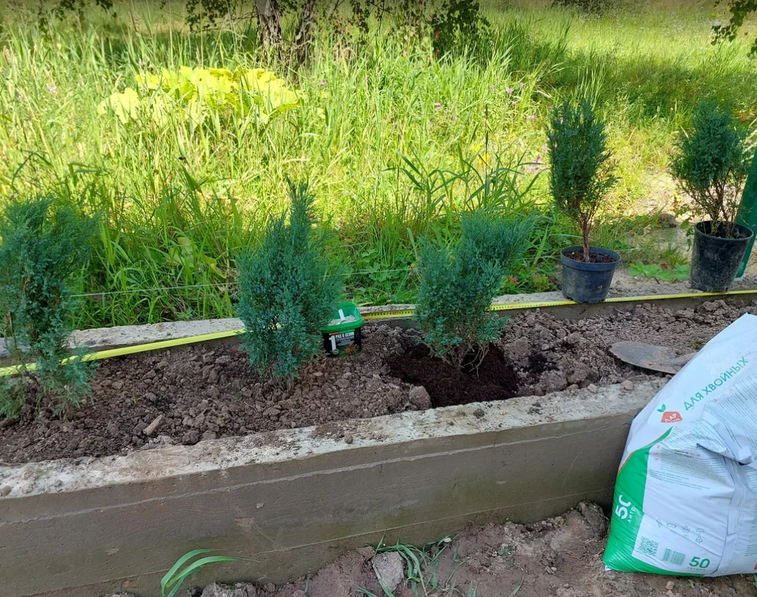 Сажаю можжевельники в бетонную клумбу