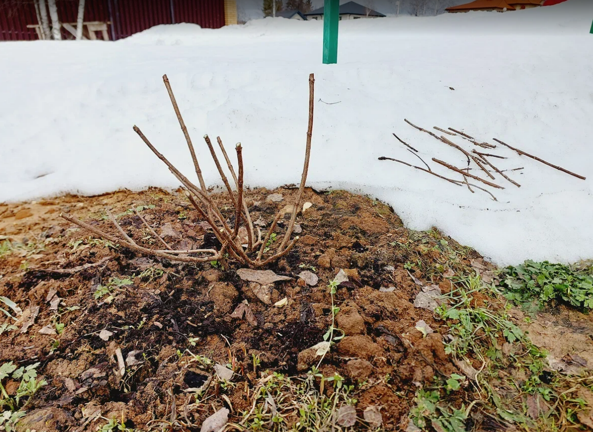 Первая оттаившая прошлогодняя посадка