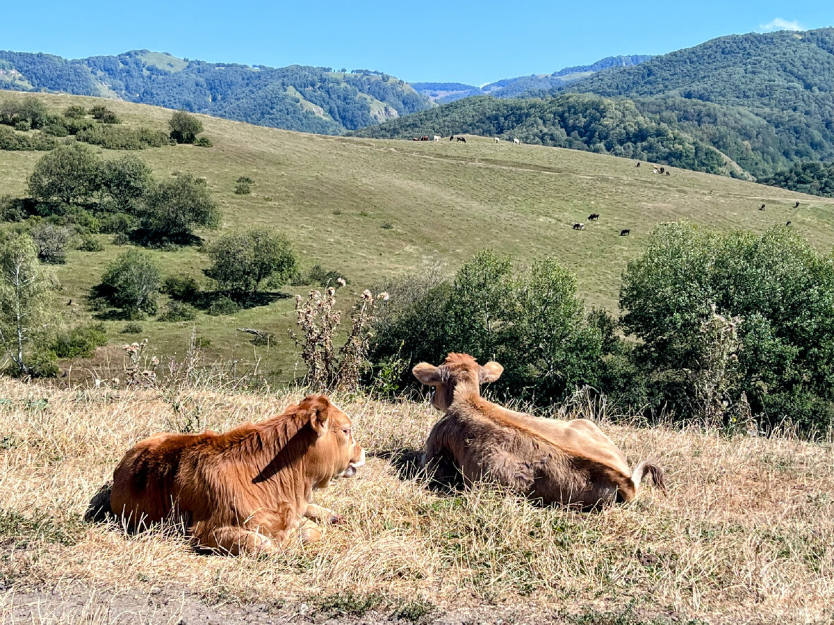 По дороге на перевал Гум-Баши